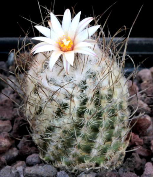 cactus - Turbinicarpus dickisoniae, Verzenden, Cactus, Volle zon, Minder dan 100 cm