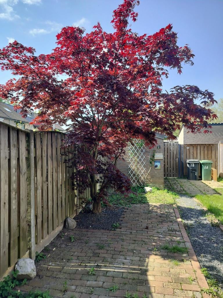Japanse esdoorn (Acer palmatum), Tuin en Terras, Planten | Bomen, Ophalen, Halfschaduw, Overige soorten, 250 tot 400 cm