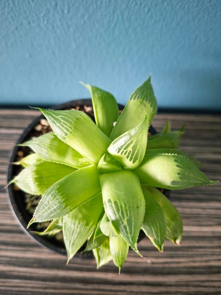 Haworthia retusa - Makkelijke Vetplant, Huis en Inrichting, Kamerplanten, Ophalen, Vetplant, Minder dan 100 cm, Volle zon