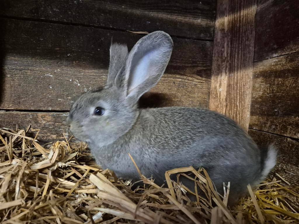 Vlaamse reus ram, Dieren en Toebehoren, Konijnen, Mannelijk, Groot, 0 tot 2 jaar