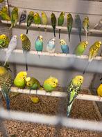 Diverse grasparkieten, Dieren en Toebehoren, Vogels | Parkieten en Papegaaien, Meerdere dieren, Parkiet