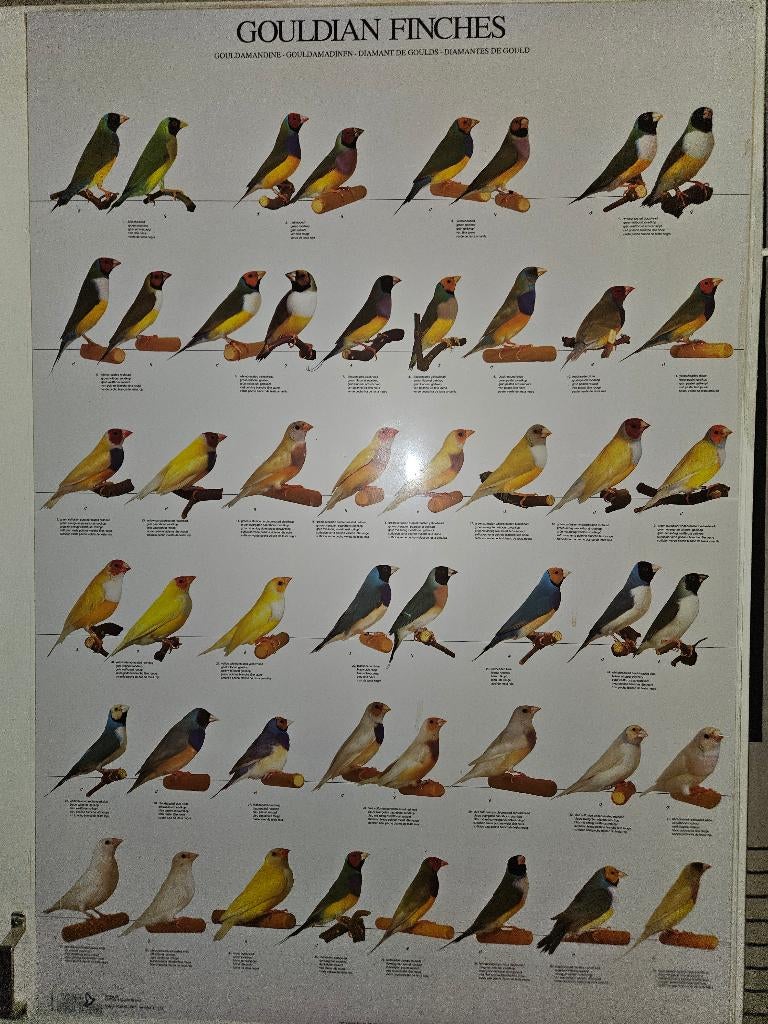 Goulds geringt natuurbroed, Dieren en Toebehoren, Vogels | Overige Vogels, Meerdere dieren