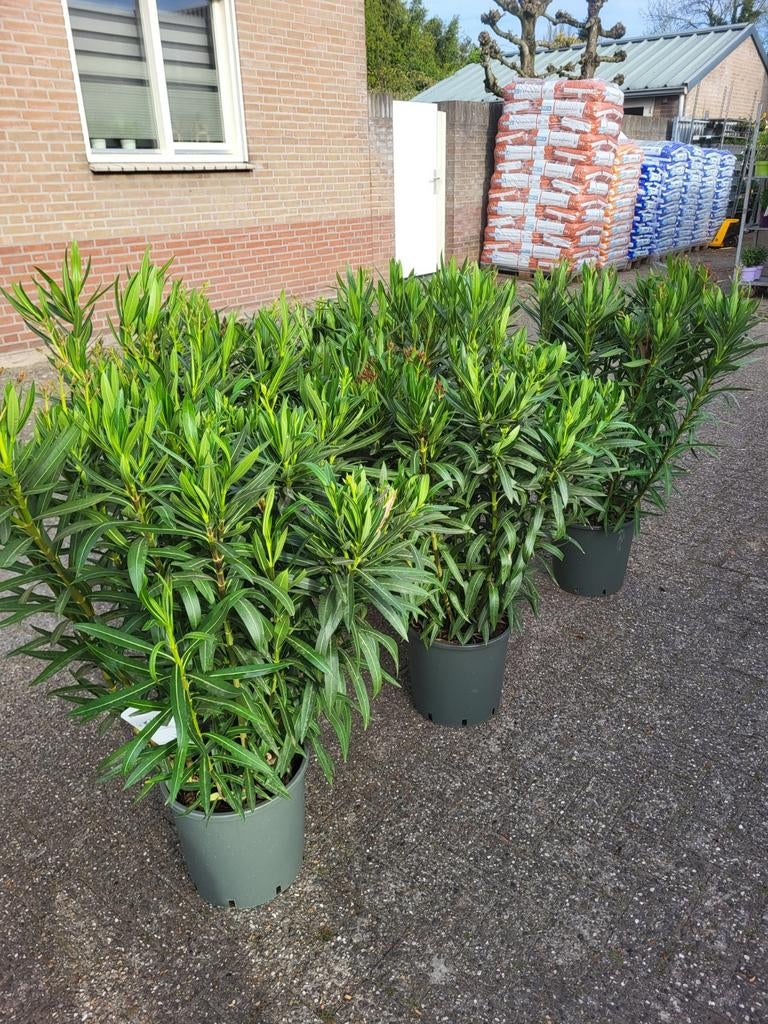 Nerium oleander xxl, Ophalen of Verzenden
