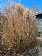 Grote graspol, Ophalen, Volle zon, Vaste plant, Siergrassen