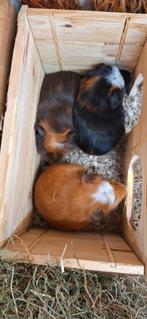 Schattige jonge cavia beertjes, Januari, Mannelijk, Cavia