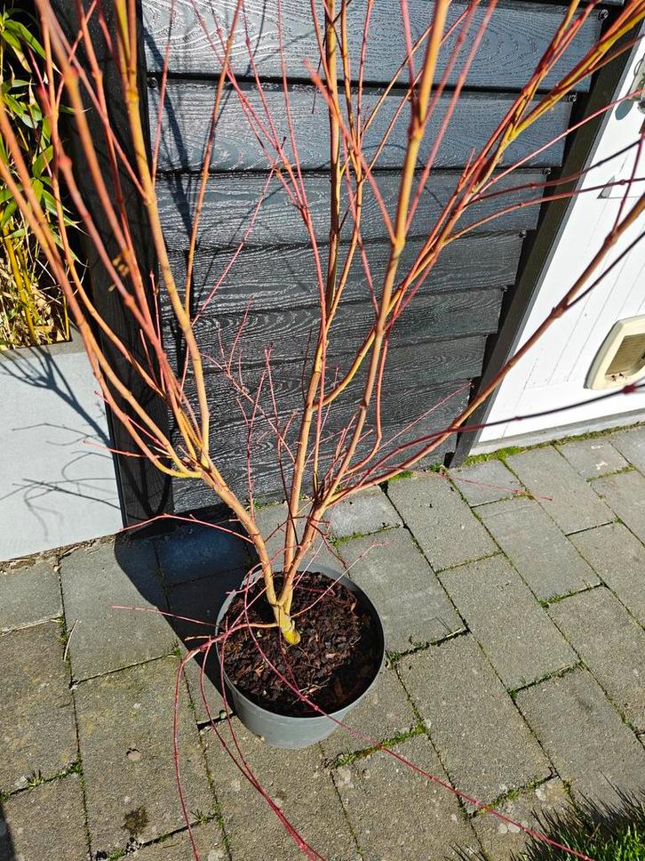 Japanse esdoorn, Acer palmatum Sangokaku 2 meter hoog boom, Tuin en Terras, Planten | Bomen, Ophalen of Verzenden