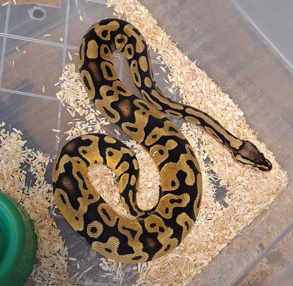 Pastel DH desertghost clown, Dieren en Toebehoren, Slang, 0 tot 2 jaar