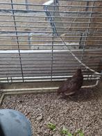 kwartels mannen, Mannelijk