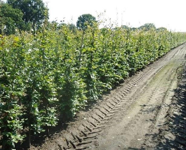 mooie bladhoudend groene beukenhaag planten Fagus Sylvatica, Ophalen, Beukenhaag, Haag, 100 tot 250 cm