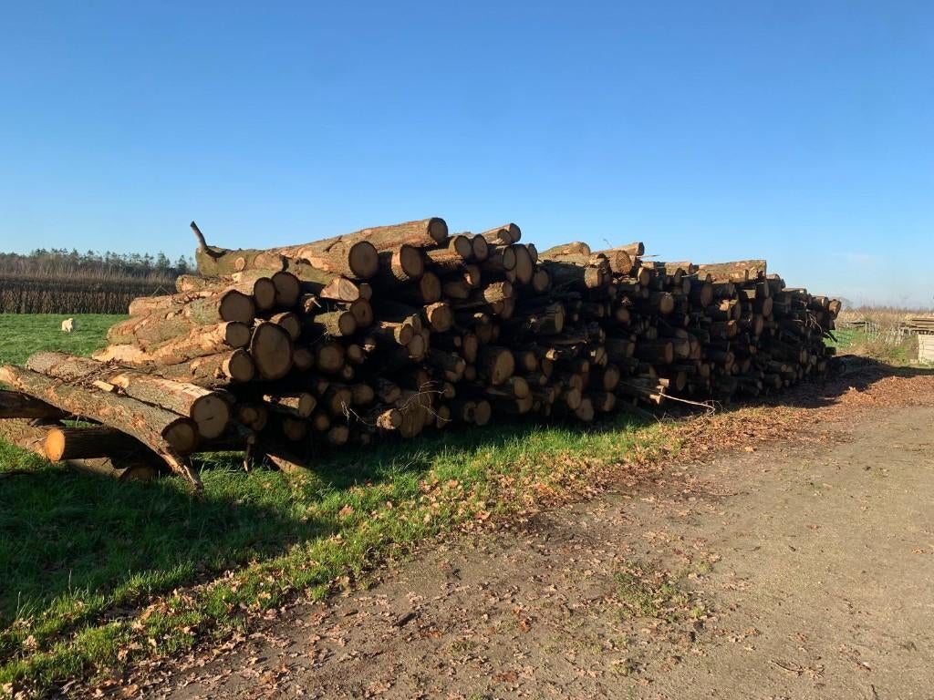 Stamhout Haardhout Eiken, 6 m³ of meer, Ophalen, Eikenhout, Stammen