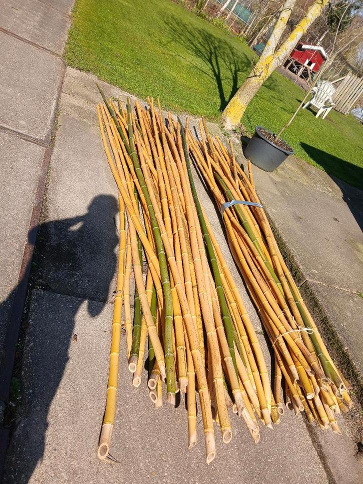 Dikke bamboe stokken, Tuin en Terras, Kweekspullen, Nieuw, Overige typen, Ophalen