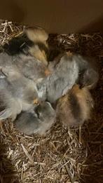ras en kleurzuivere kuikens, Dieren en Toebehoren, Geslacht onbekend, Kip