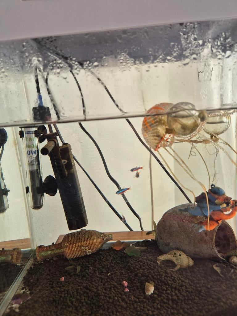 Aquarium met 4 visjes, Ophalen of Verzenden, Leeg aquarium