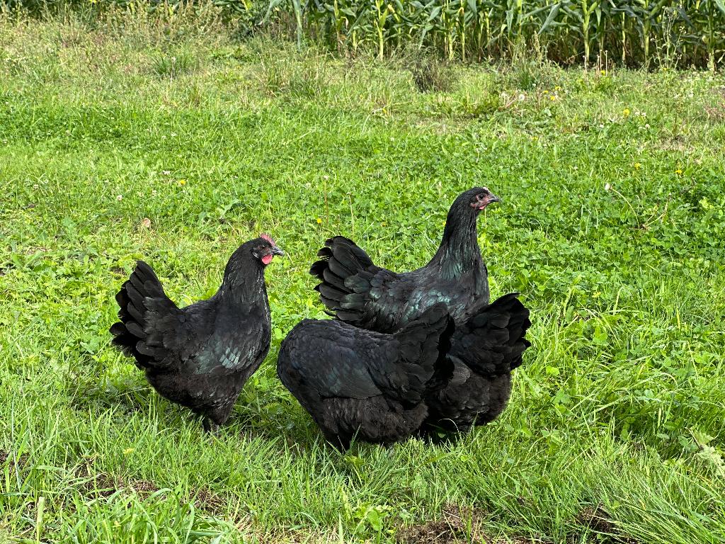 Jonge tamme Australorp kippen gesekst en ingeënt, Dieren en Toebehoren, Pluimvee, Vrouwelijk, Kip