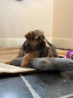 Border terriër pup, Parvo, Overige rassen, 8 tot 15 weken, Teef