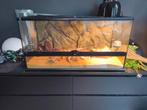 Luipaard gekko, man, terrarium 45bx45hx90l, Ophalen