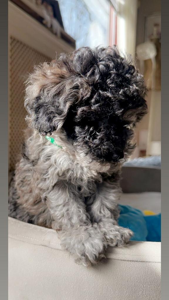 Mooi toy poedel reutje, Poedel, HCC (leverziekte), Reu, 8 tot 15 weken