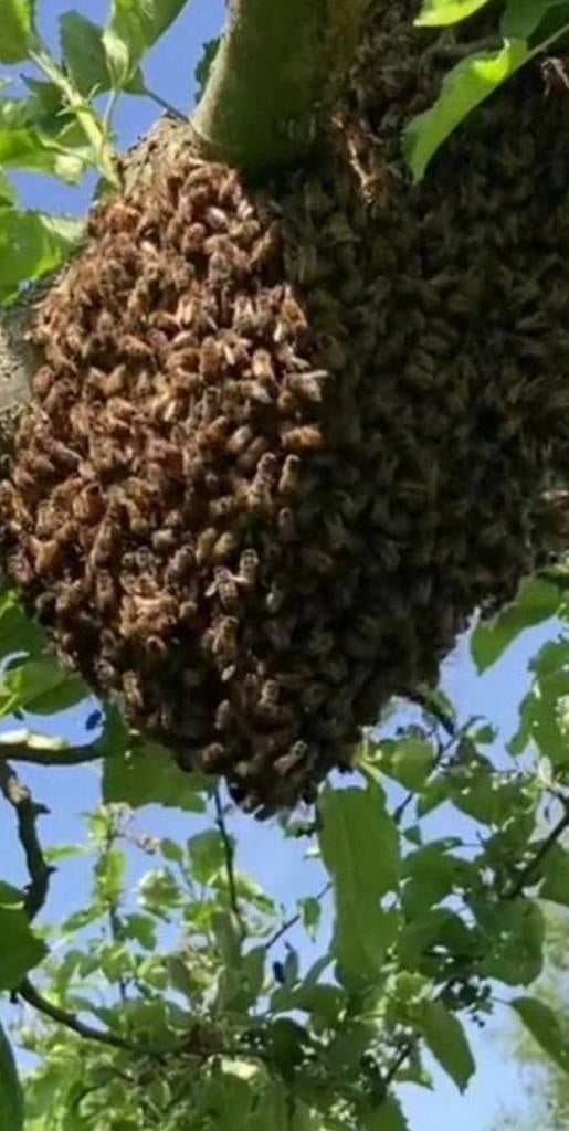 Bijenzwerm gezocht, Ophalen, Overige soorten, Minder dan 100 cm