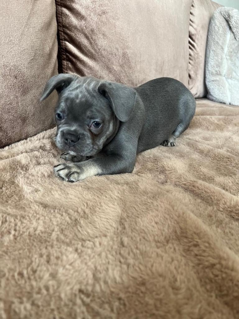 Franse bulldog pups, Bulldog, Meerdere, Meerdere dieren, Nederland