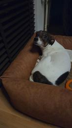 Lieve kruizing boerenfox, 6 jaar of ouder, Overige rassen, Teef, Eén hond