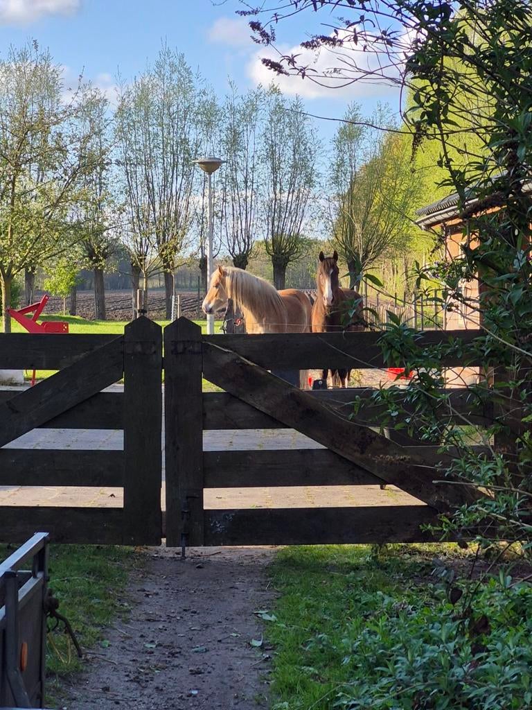 Gezocht bijrijder met horsemanship ervaring, Dieren en Toebehoren, Paarden en Pony's | Overige Paardenspullen, Ophalen of Verzenden