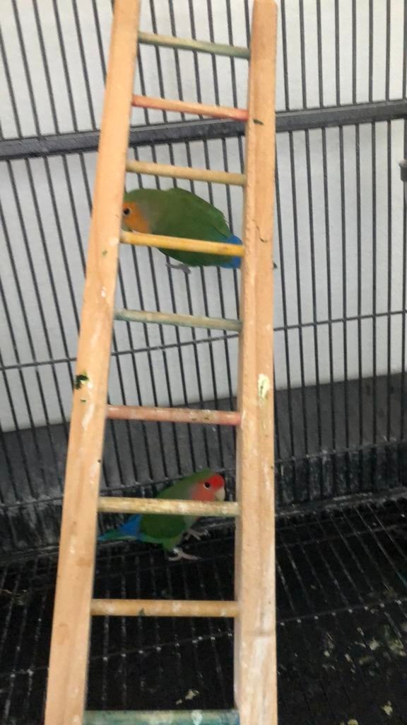 Dwergpapagaai, Meerdere dieren, Dwergpapegaai of Agapornis, Tam