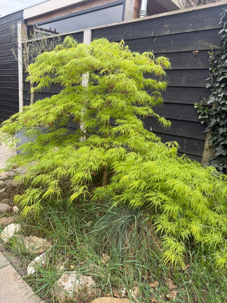 Groene Japanse Esdoorn, Tuin en Terras, Planten | Bomen, Ophalen, Bloeit niet, Halfschaduw, Overige soorten