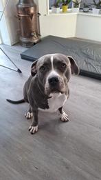 American bully xl zoekt nieuwe baas, Teef, Parvo, Bulldog, Eén hond