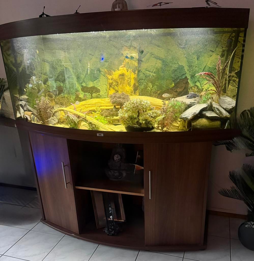 Juwel vision 450 complete, Ophalen of Verzenden, Zo goed als nieuw, Gevuld zoetwateraquarium