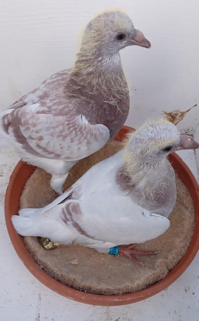Postduiven Jonge duiven Piepers, Meerdere dieren, Postduif