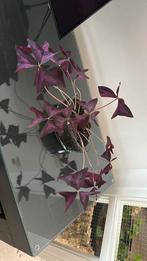 Kamerplant, Ophalen of Verzenden, Halfschaduw, Minder dan 100 cm