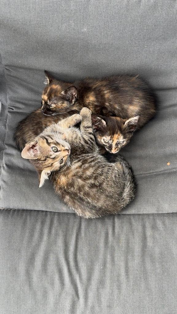3 schattige kittens (8 weken) – speels, gezond en zindelijk, Poes, Kortharig, 0 tot 2 jaar
