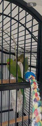 4 Halsbandparkieten zoeken nieuw huis / volière, Meerdere dieren, Papegaai, Pratend