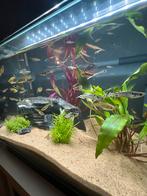 Endler guppen, Dieren en Toebehoren, Vis