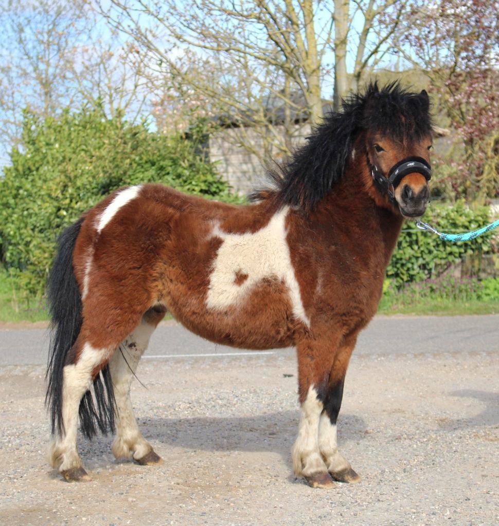 Te koop 7 super knappe shetlander en een haflinger ruin, Ruin, A pony (tot 1.17m), Recreatiepony, Gechipt