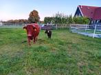 Te koop stiertje. Alleen voor UBN houders., Dieren en Toebehoren, Runderen, Mannelijk, 0 tot 2 jaar