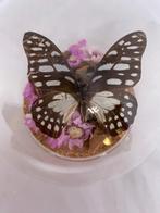 vlinders in bolstolp, Ophalen of Verzenden, Nieuw, Insect, Opgezet dier