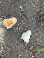 2 cochin hennen; licht bruin en wit, Dieren en Toebehoren, Pluimvee, Vrouwelijk, Kip