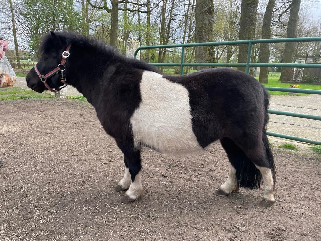 Zwart bonte Shetland merrie, Dieren en Toebehoren, Pony's, Merrie, A pony (tot 1.17m), Met stamboom, 3 tot 6 jaar