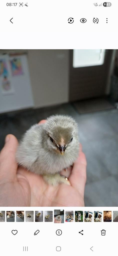Brahma isabel kuikens, Geslacht onbekend, Kip