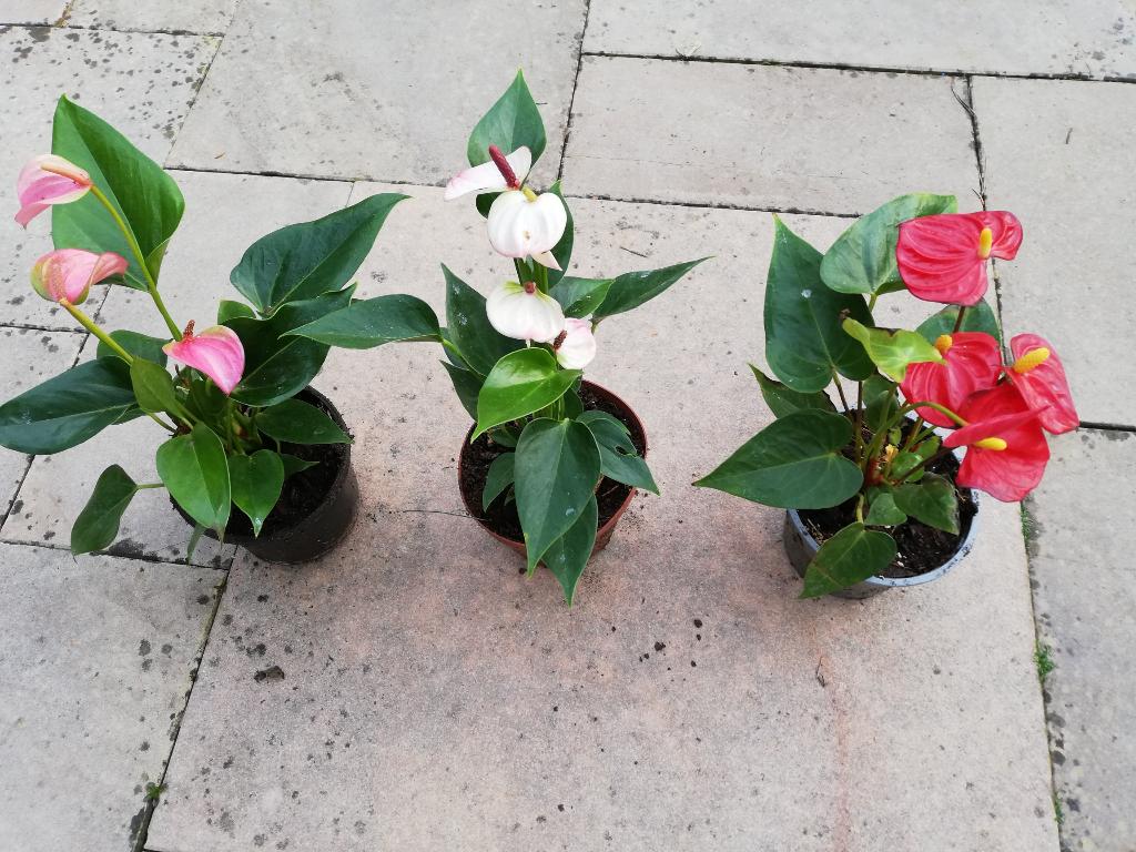 Leuke kamerplanten, hobbyprijs!, Ophalen, Overige soorten, Halfschaduw, In pot