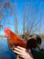 Tamme New Hampshire kriel haantjes, Mannelijk, Kip