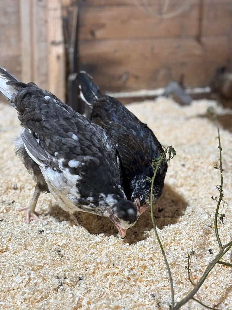 Zweedse bloemen kippen te koop, Dieren en Toebehoren, Pluimvee, Vrouwelijk, Kip
