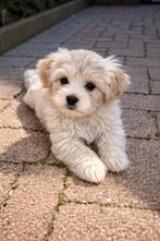 Thuisnestje Maltipoo pups, Parvo, Overige rassen, 8 tot 15 weken, Meerdere