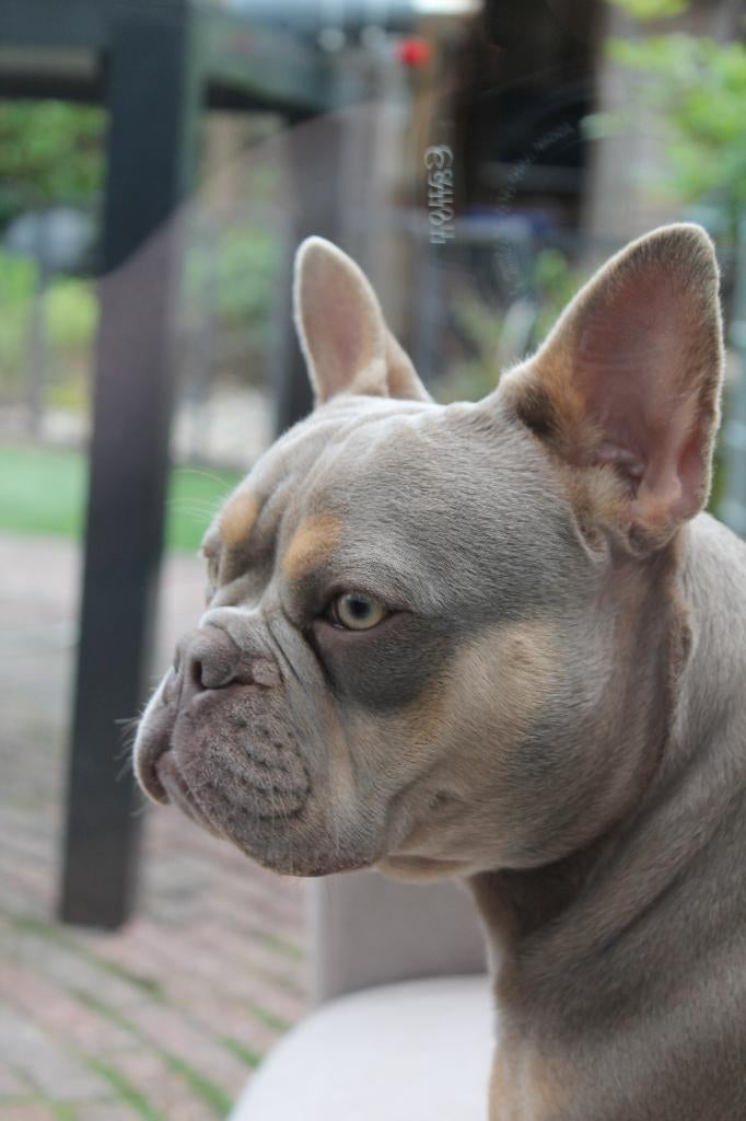 Franse bulldog teef isabella tan, Dieren en Toebehoren, Honden | Bulldogs, Pinschers en Molossers, Teef, Bulldog, Particulier