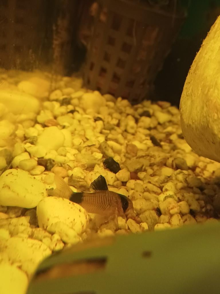 Corydora panda, Dieren en Toebehoren, Vis