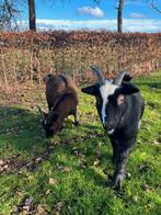 Twee lieve dwerggeitjes, Dieren en Toebehoren, Schapen, Geiten en Varkens, Vrouwelijk, Geit