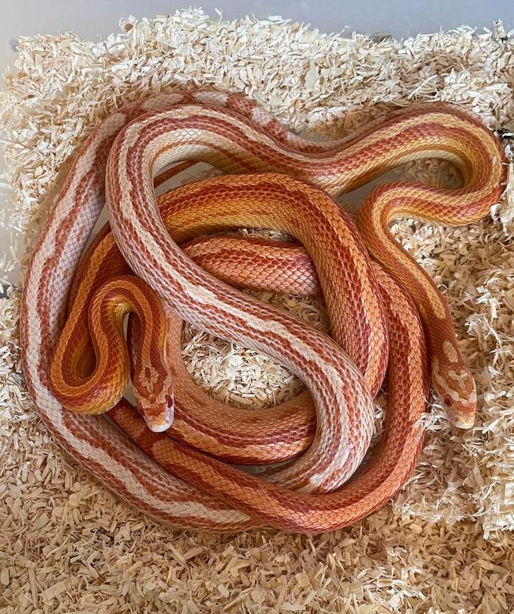 1.1 Pantherophis guttatus albino tessera Rat Snake - unknown for sale from René