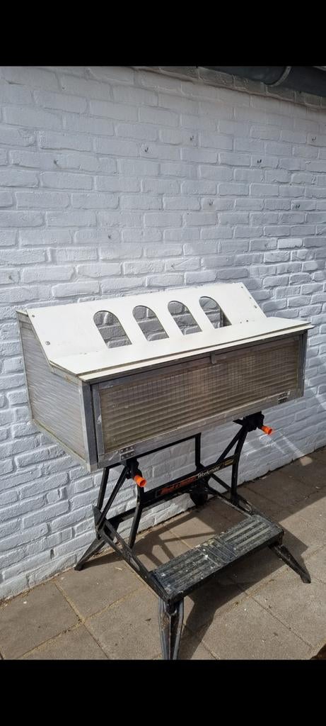 Spoetnik duiven, Mannelijk, Postduif