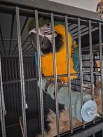 Te  koop super mooi  koppel aras  met dna tam, Meerdere dieren, Parkiet, Pratend